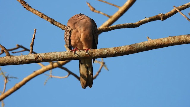 Spotted Dove - ML616289005