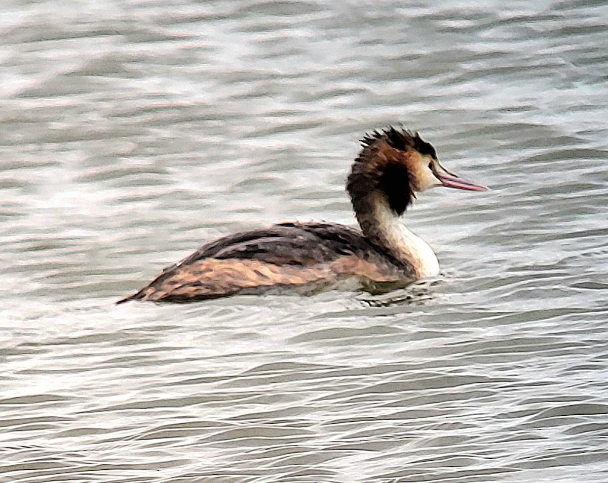 Great Crested Grebe - ML616289013