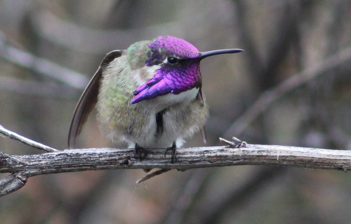 Costa's Hummingbird - ML616289017