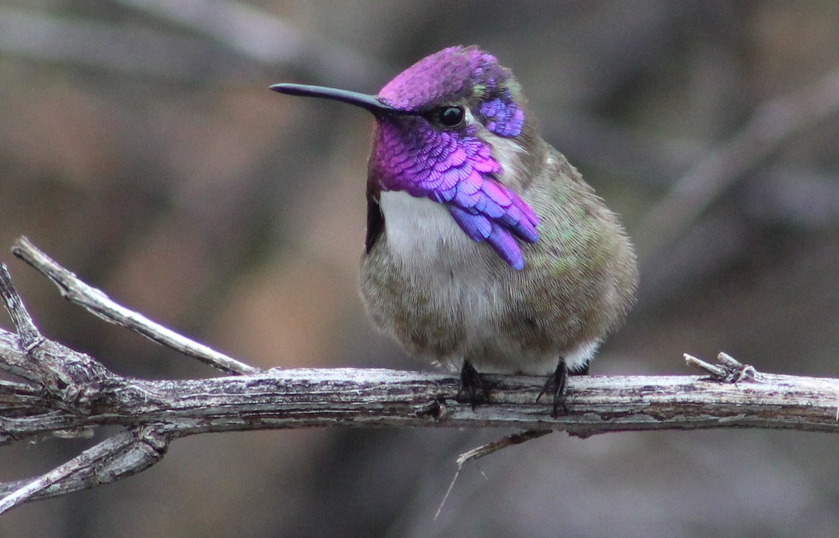 Costa's Hummingbird - ML616289078
