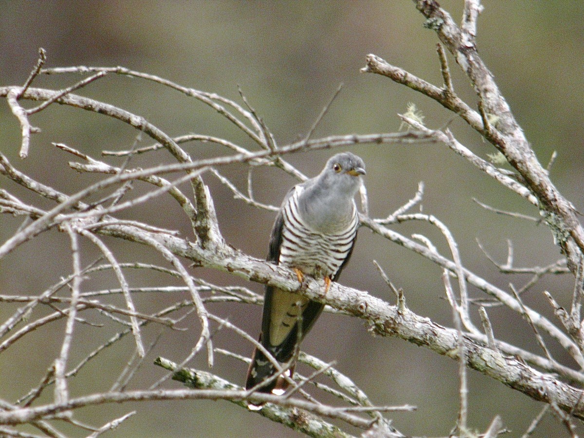 Madagascar Cuckoo - ML616289148