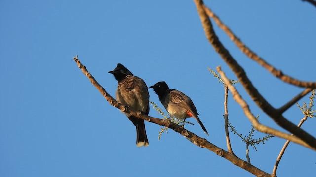 Red-vented Bulbul - ML616289181