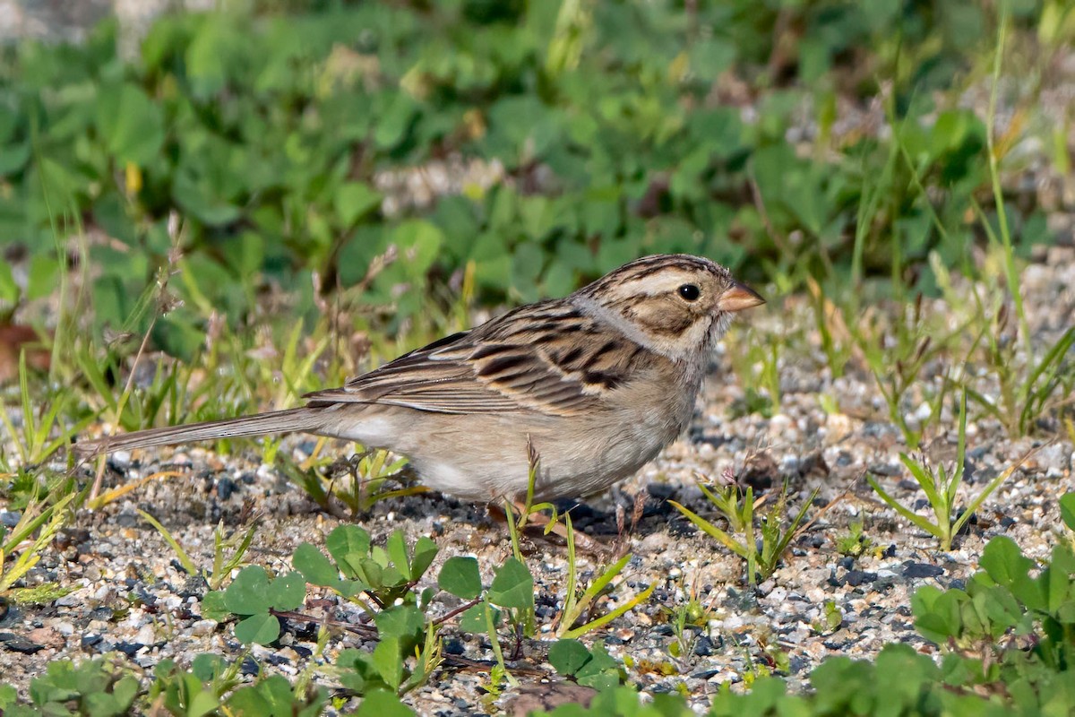 Clay-colored Sparrow - ML616289255