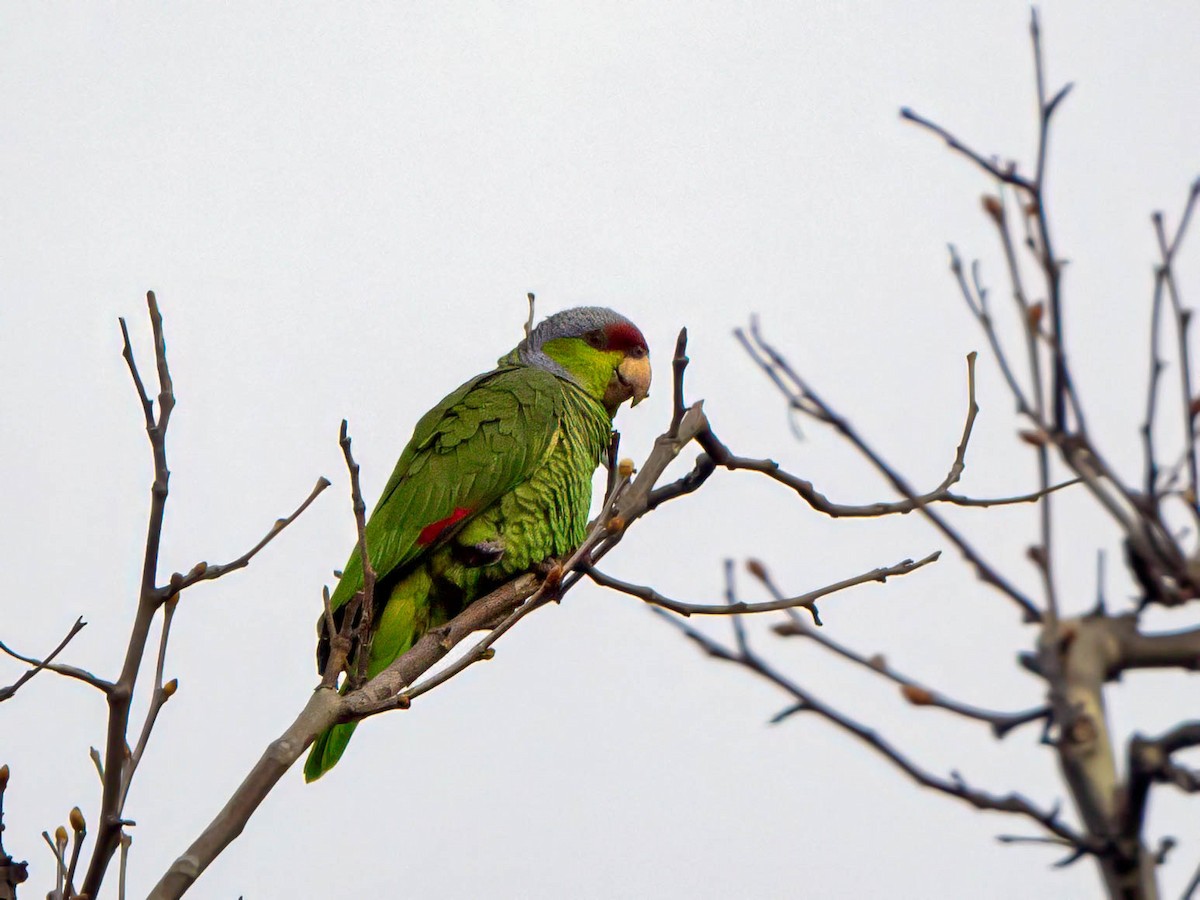 Lilac-crowned Parrot - ML616289262