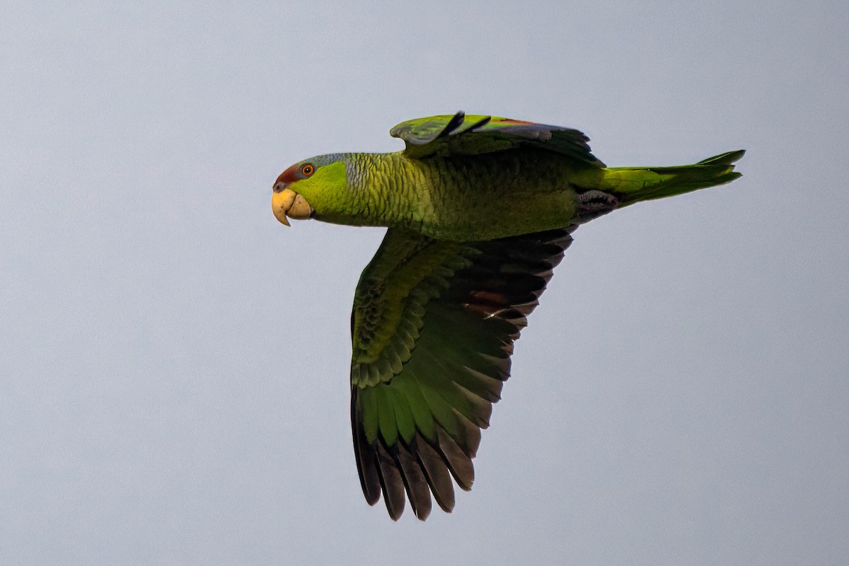 Lilac-crowned Parrot - ML616289263