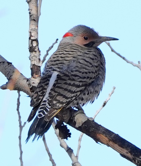 Northern Flicker (Yellow-shafted) - ML616289325