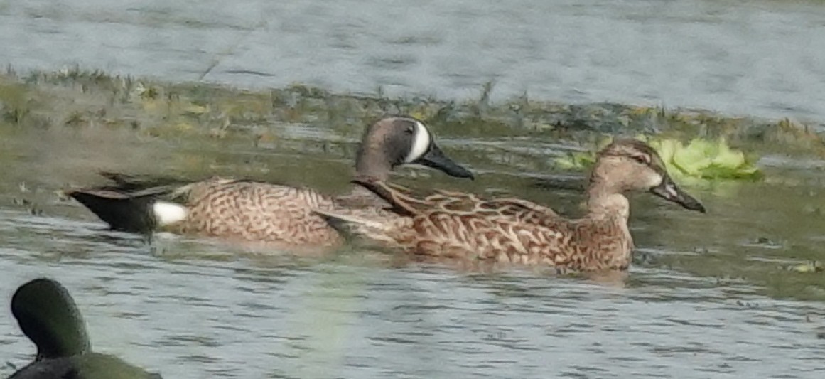 Blue-winged Teal - ML616289336
