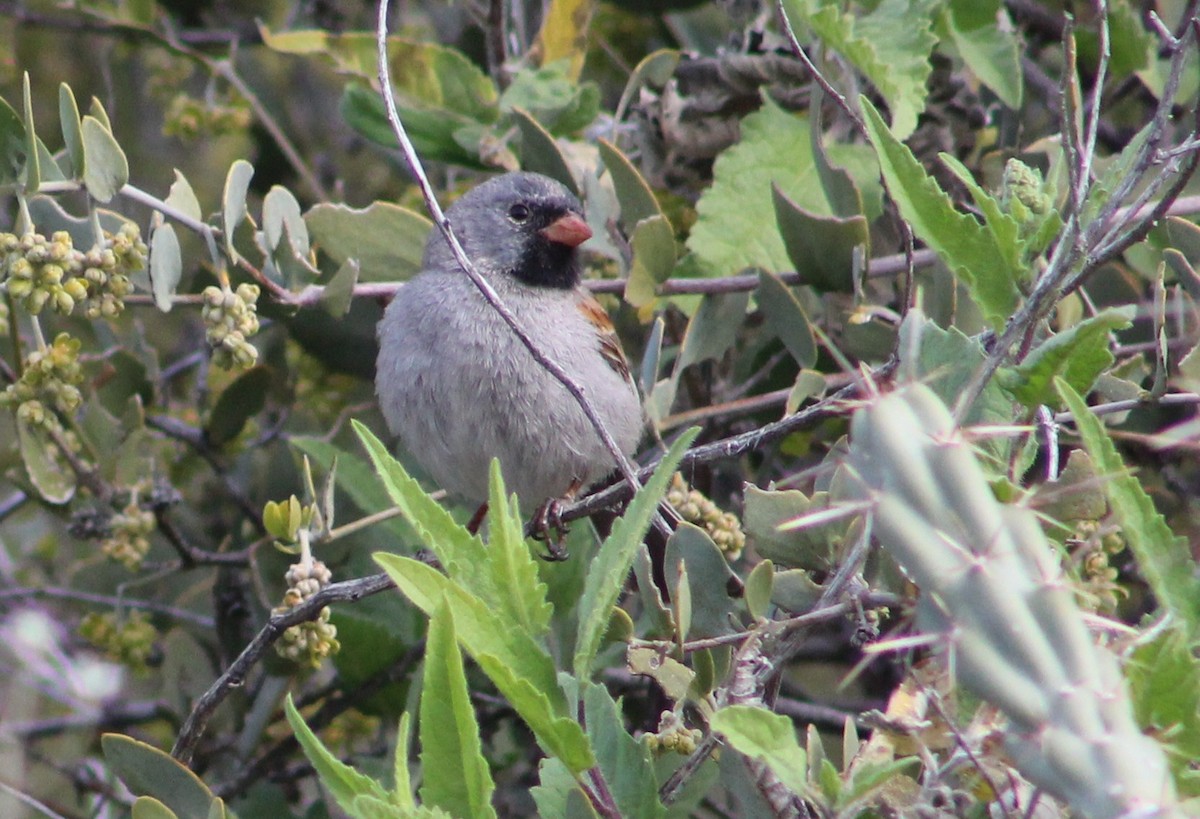 Black-chinned Sparrow - ML616289425