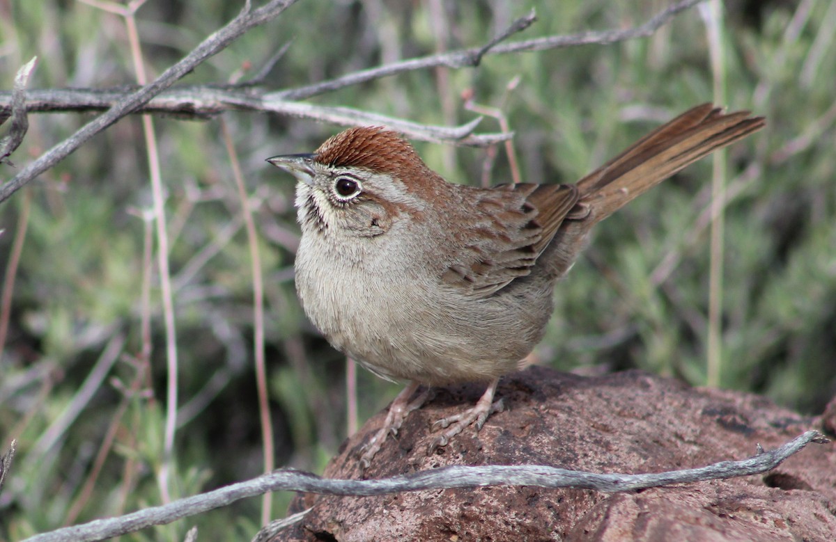 Rufous-crowned Sparrow - ML616289480