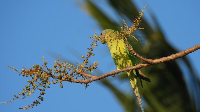 Plum-headed Parakeet - ML616289492
