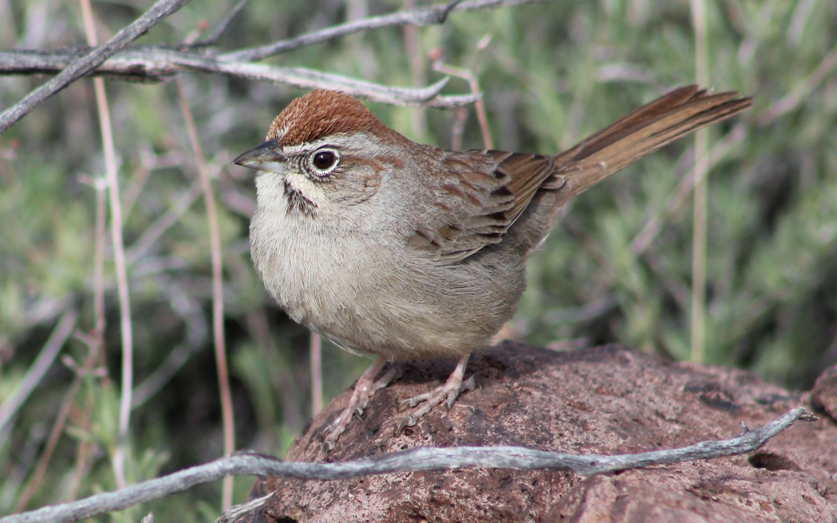 Rufous-crowned Sparrow - ML616289500