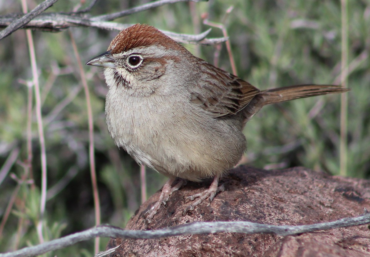 Rufous-crowned Sparrow - ML616289530
