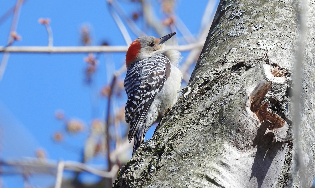 Red-bellied Woodpecker - ML616289544