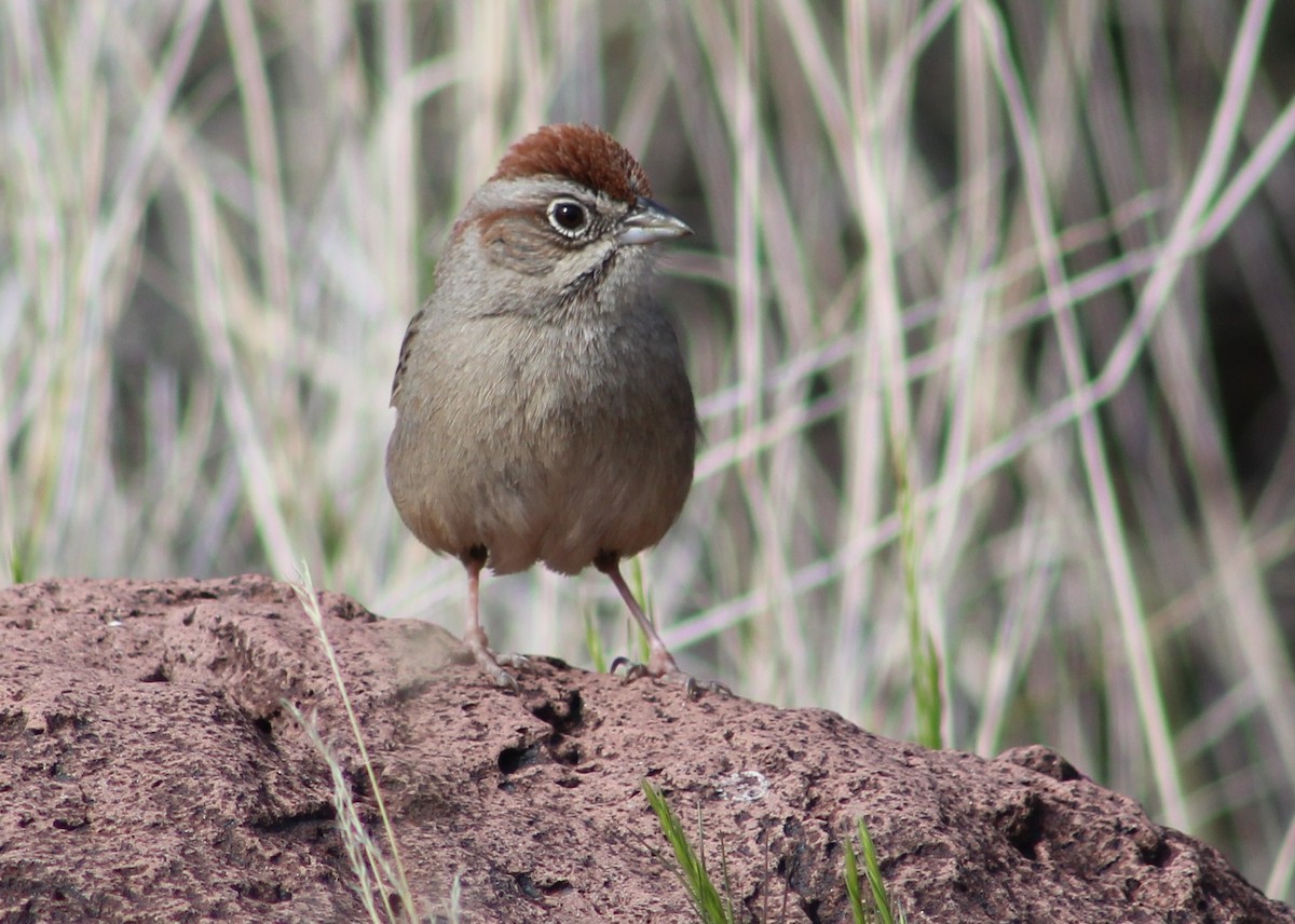 Rufous-crowned Sparrow - ML616289629