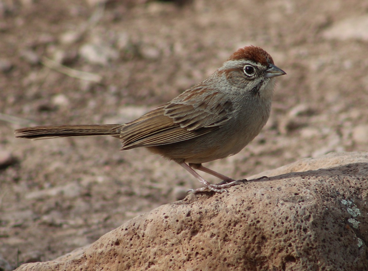 Rufous-crowned Sparrow - ML616289636
