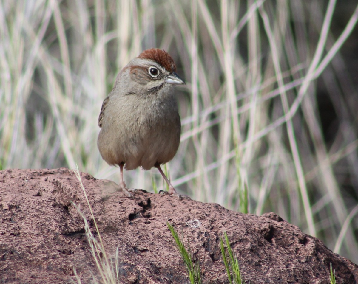 Rufous-crowned Sparrow - ML616289640