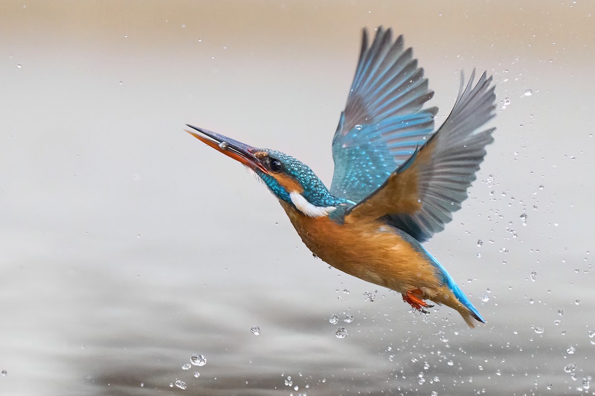 Common Kingfisher - Kevin Hughes