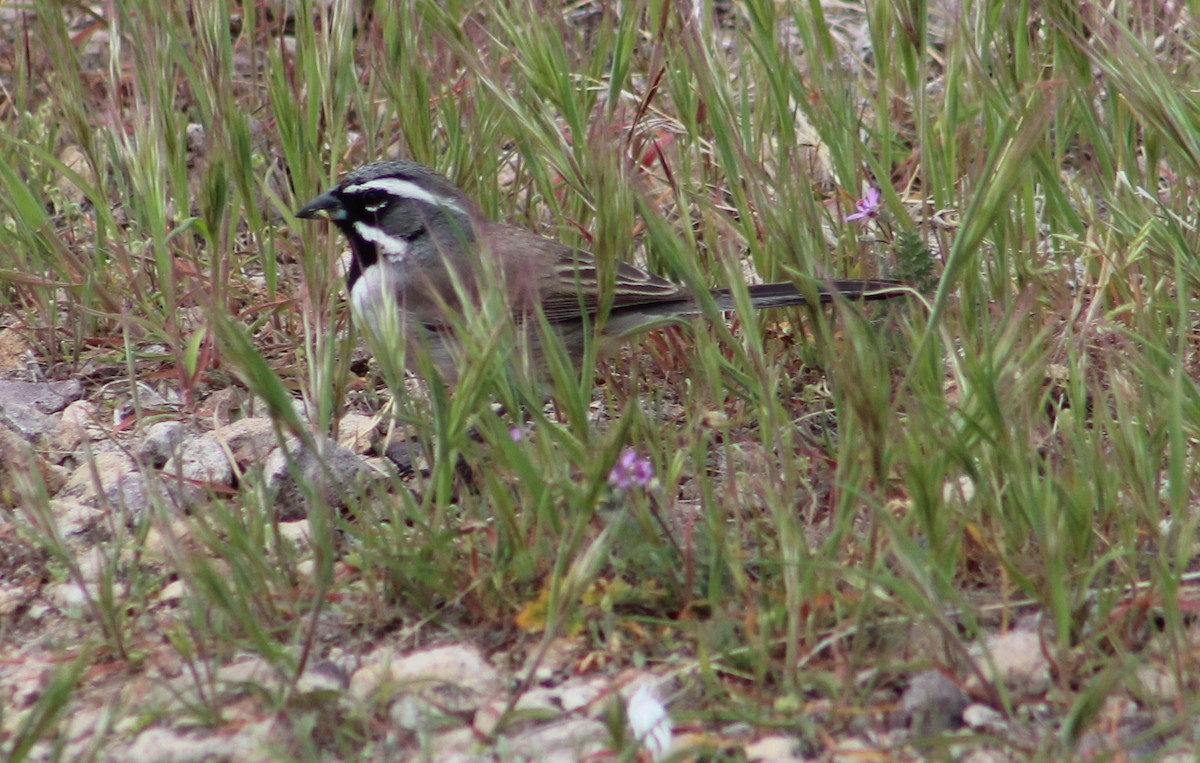 Black-throated Sparrow - ML616289859