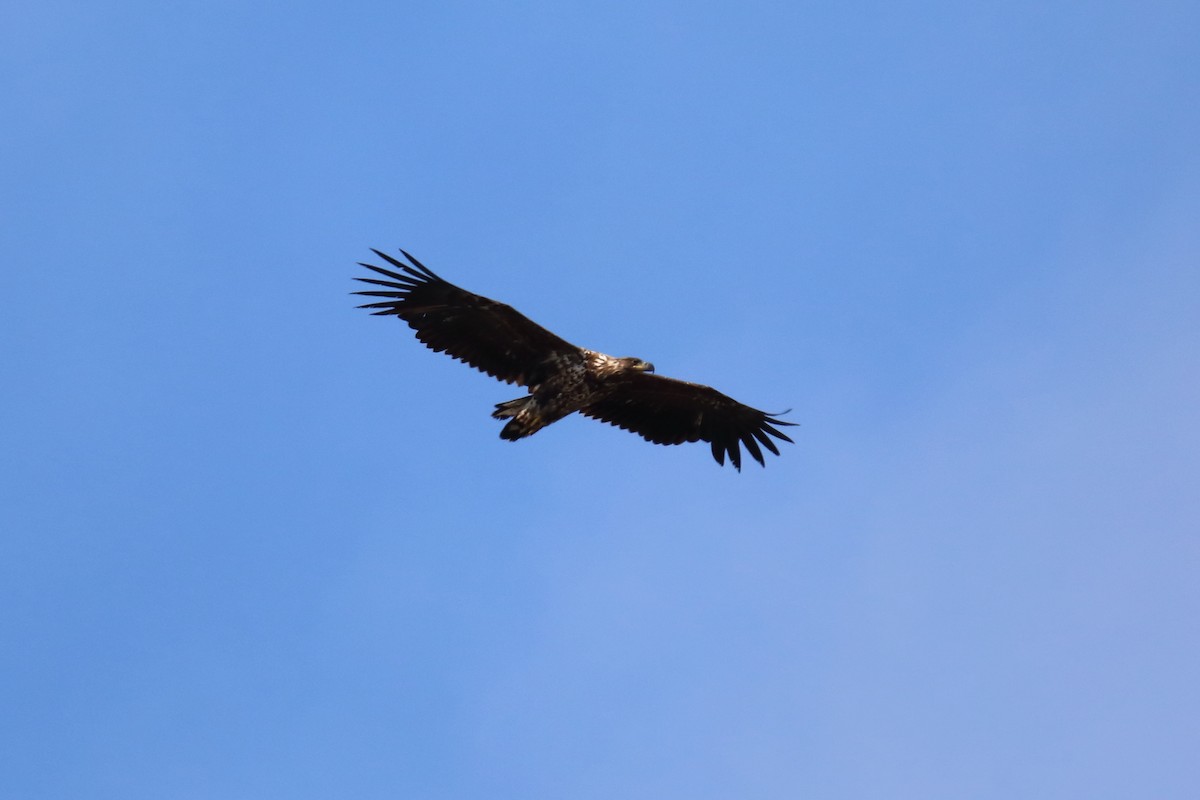 White-tailed Eagle - ML616290040