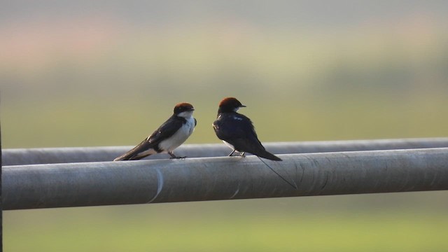 Wire-tailed Swallow - ML616290155