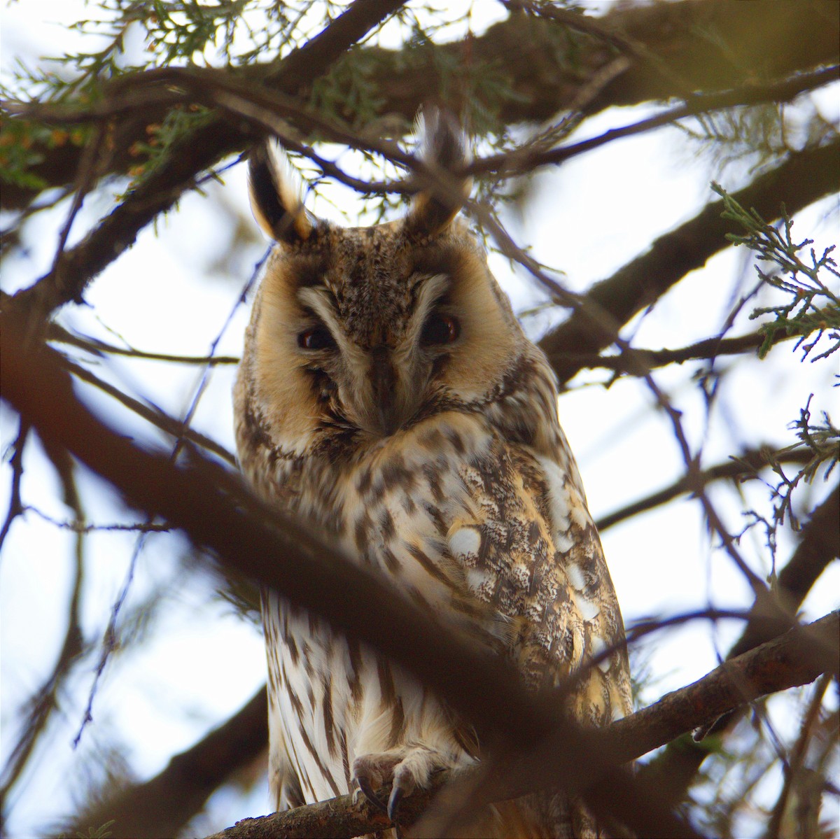 Long-eared Owl - ML616290239