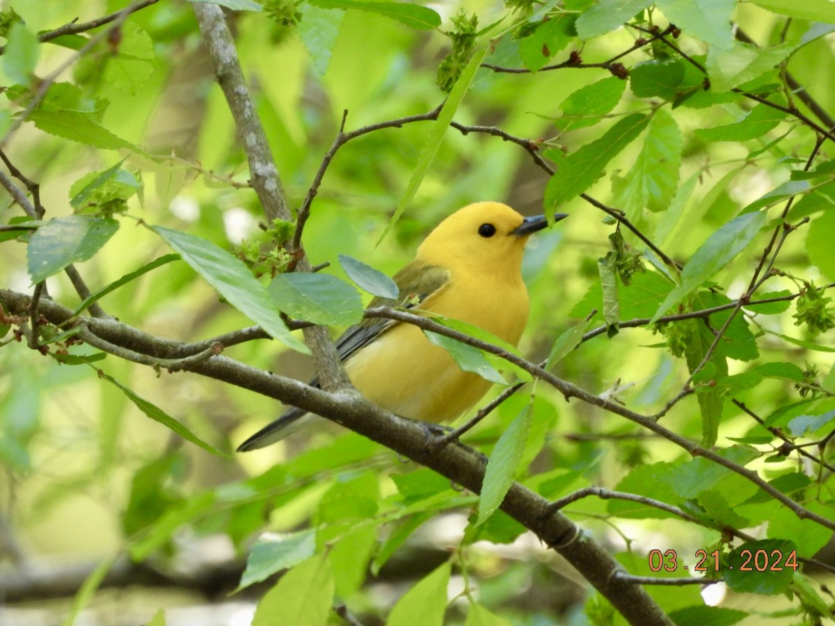 Prothonotary Warbler - ML616290343