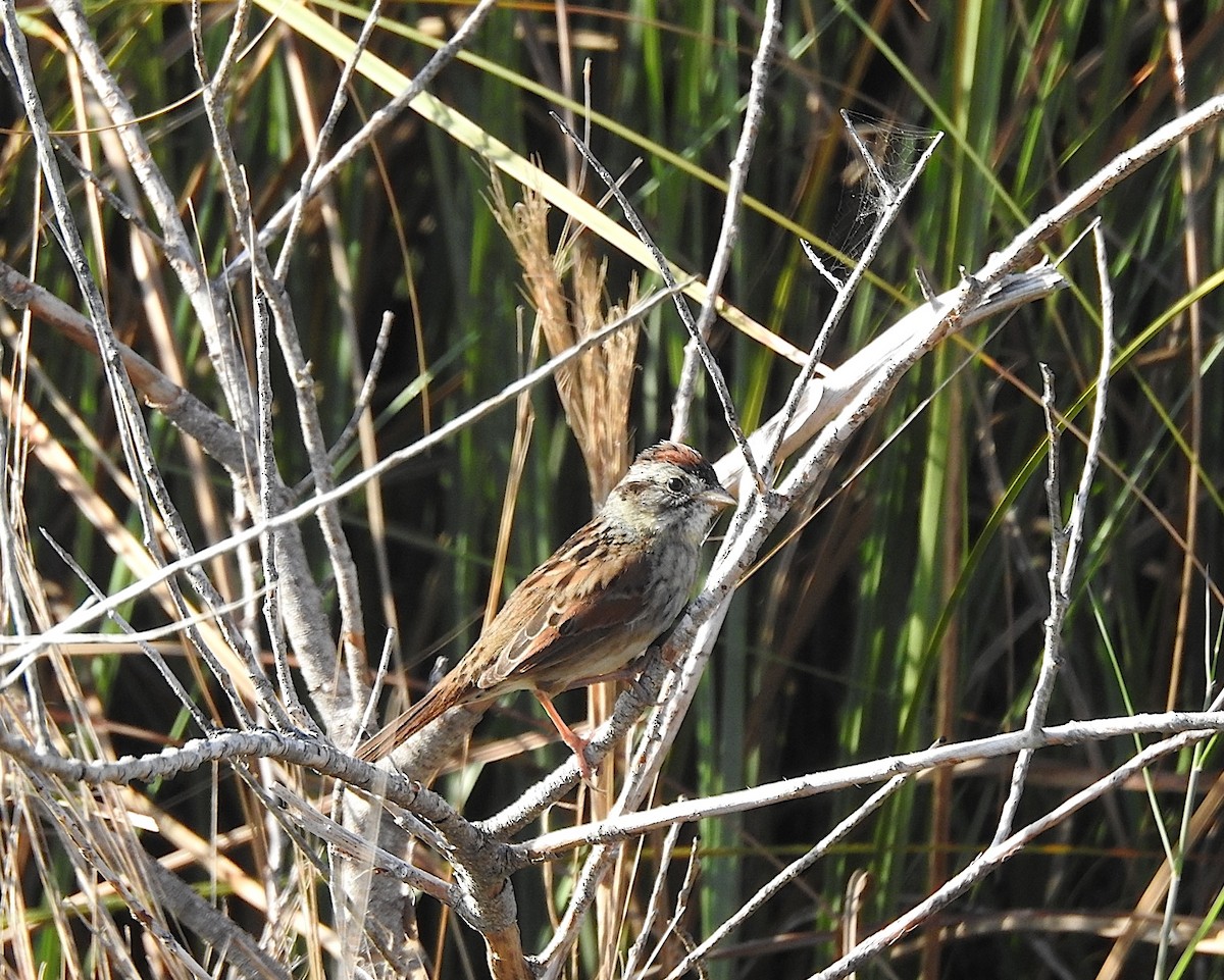 Swamp Sparrow - ML616290413