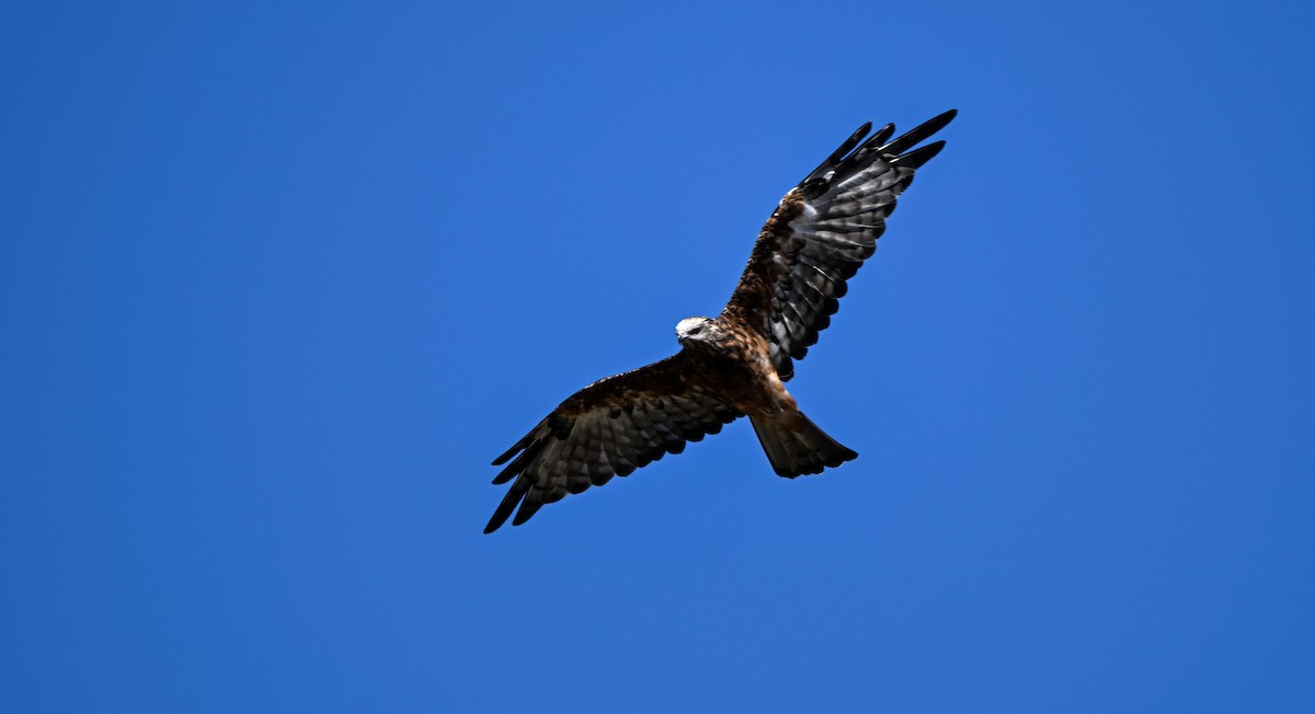 Square-tailed Kite - ML616290495