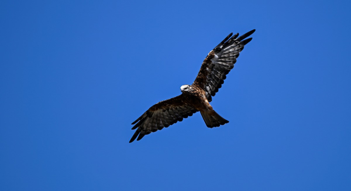 eBird Checklist - 21 Mar 2024 - Stockinbingal Cemetery - 8 species