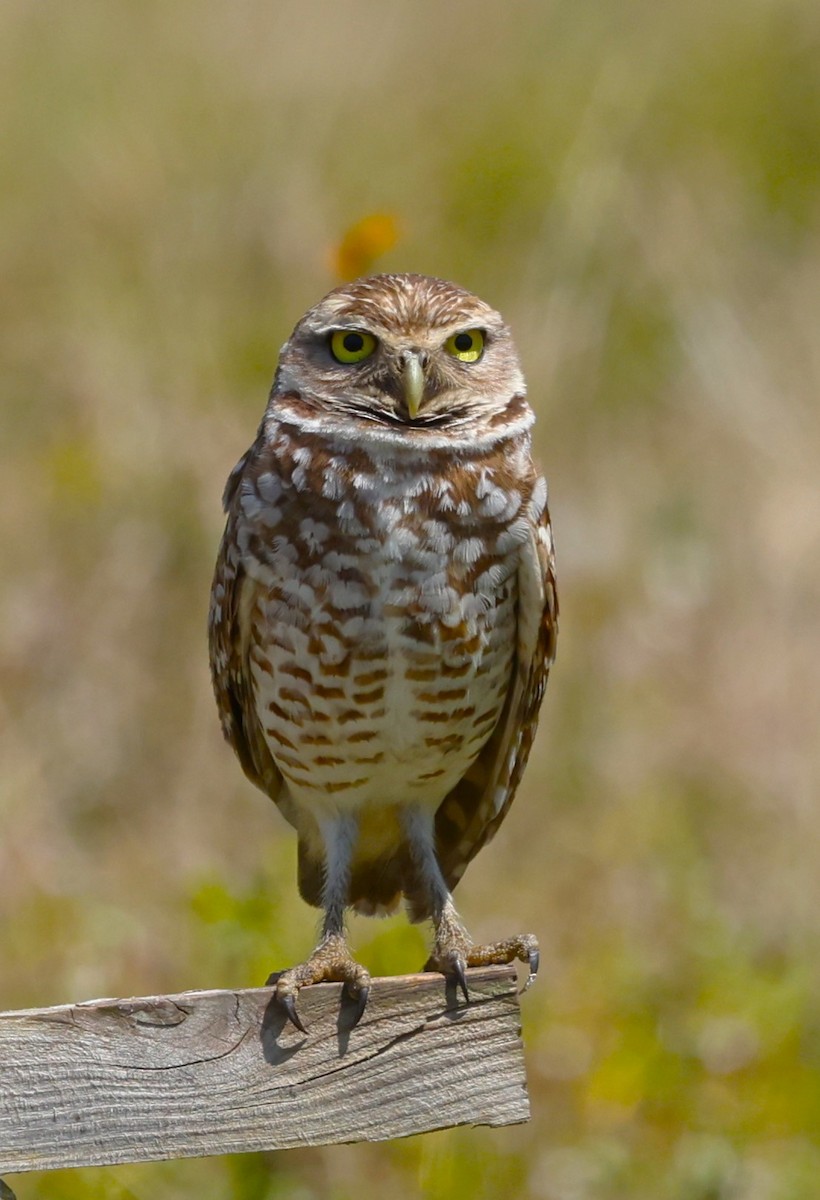 Burrowing Owl (Florida) - Peter Veighey