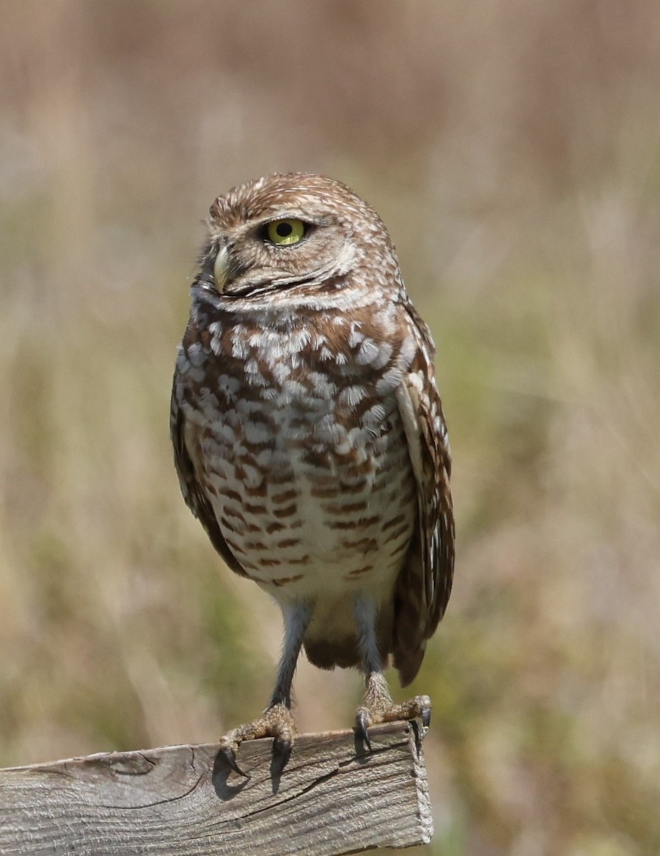 Burrowing Owl (Florida) - ML616290561