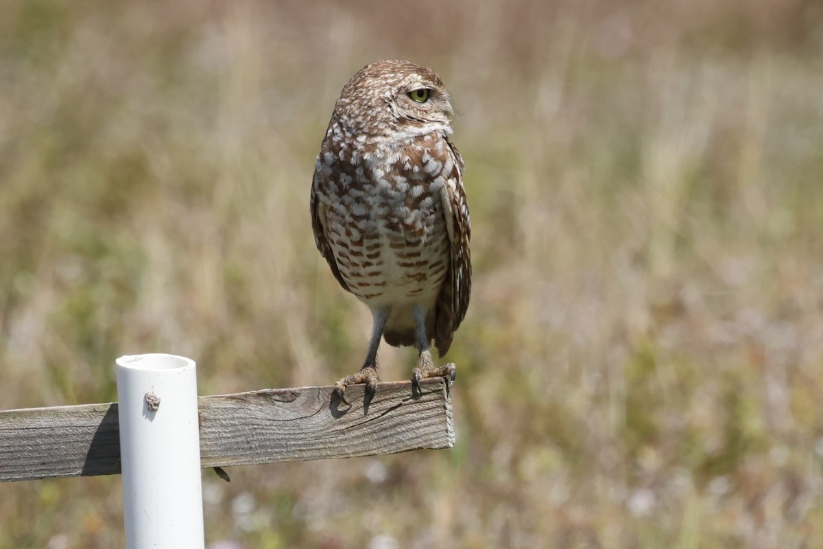Burrowing Owl (Florida) - Peter Veighey