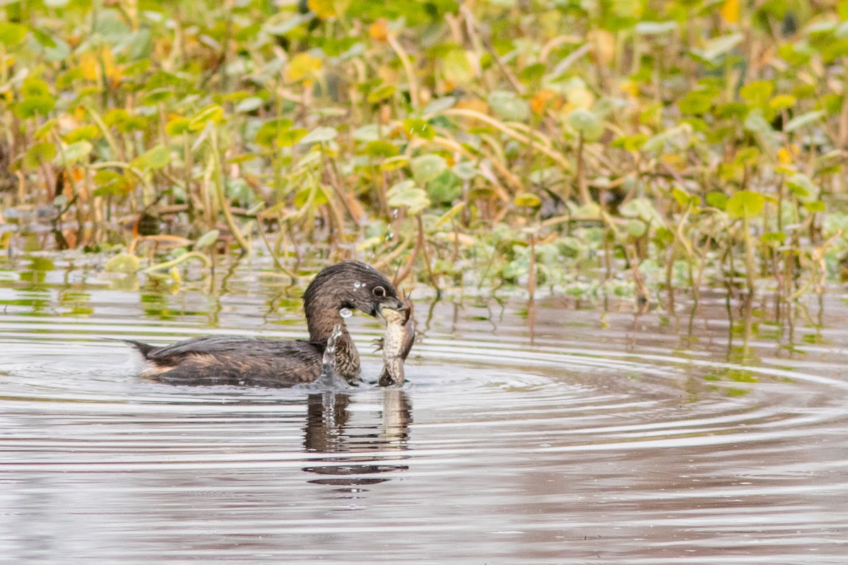Pied-billed Grebe - Marco Rego