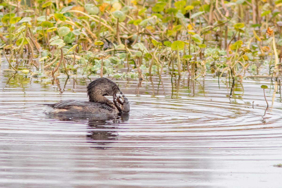 Pied-billed Grebe - Marco Rego