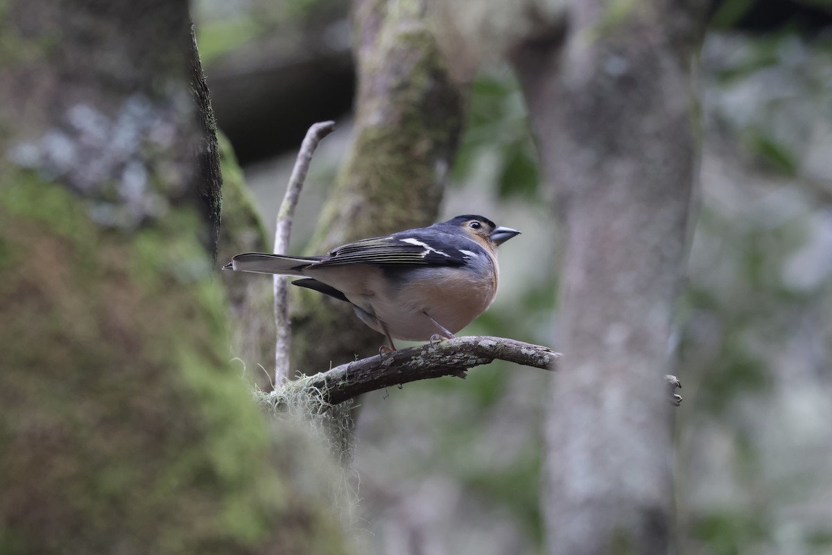 Canary Islands Chaffinch (Canary Is.) - Tahiry Langrand