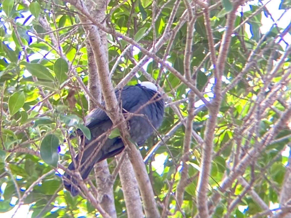 White-crowned Pigeon - ML616290775