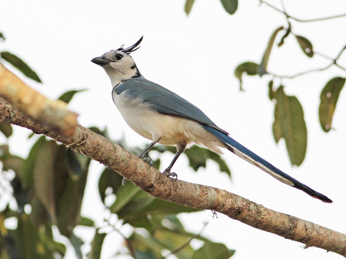 White-throated Magpie-Jay - ML616290798