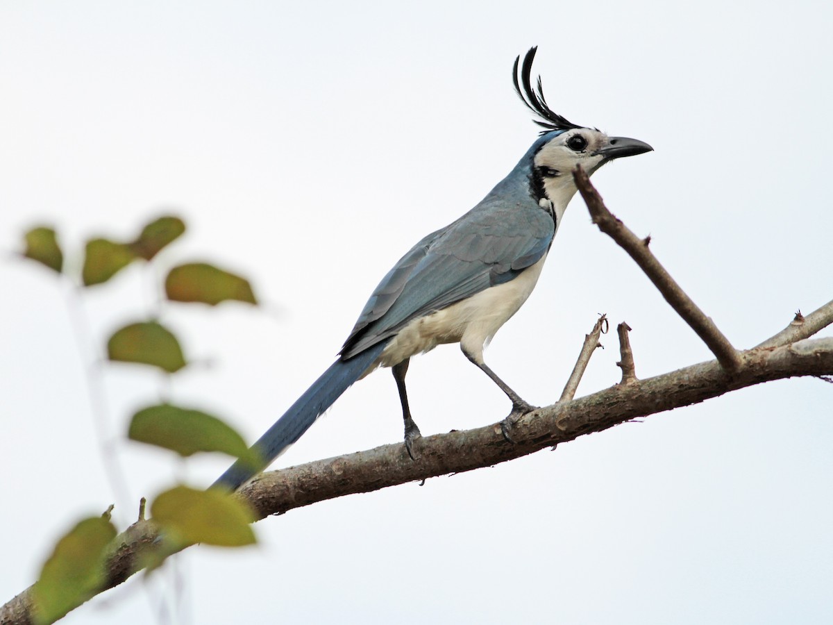 White-throated Magpie-Jay - ML616290799