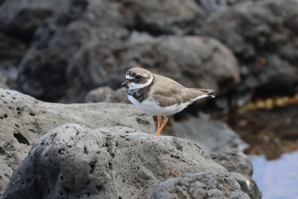 Common Ringed Plover - ML616290908