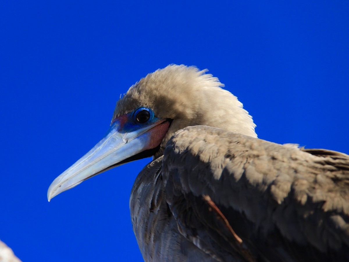 Red-footed Booby - ML616290929