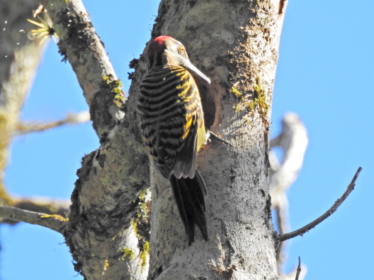 Hispaniolan Woodpecker - ML616290976