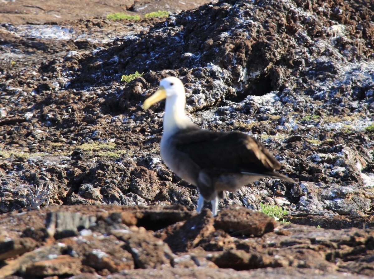 Albatros de Galápagos - ML616291074