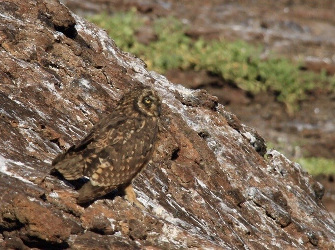 Short-eared Owl - Colby Baker