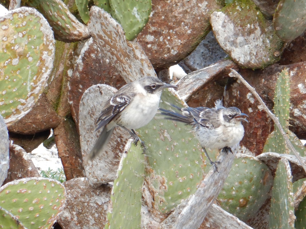 Galapagos Mockingbird - ML616291155