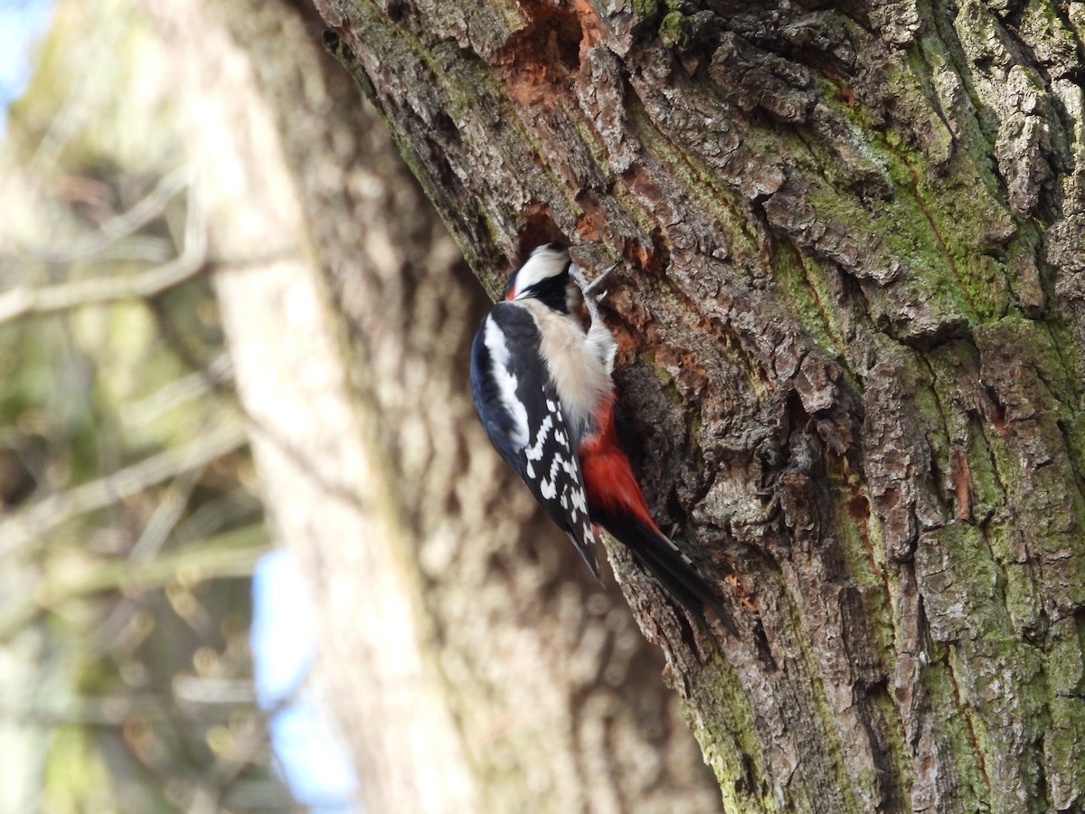 Great Spotted Woodpecker - ML616291175