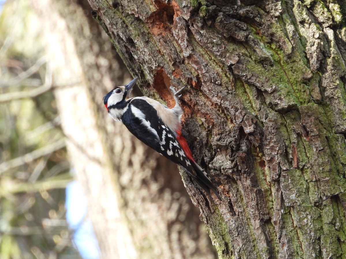 Great Spotted Woodpecker - ML616291176