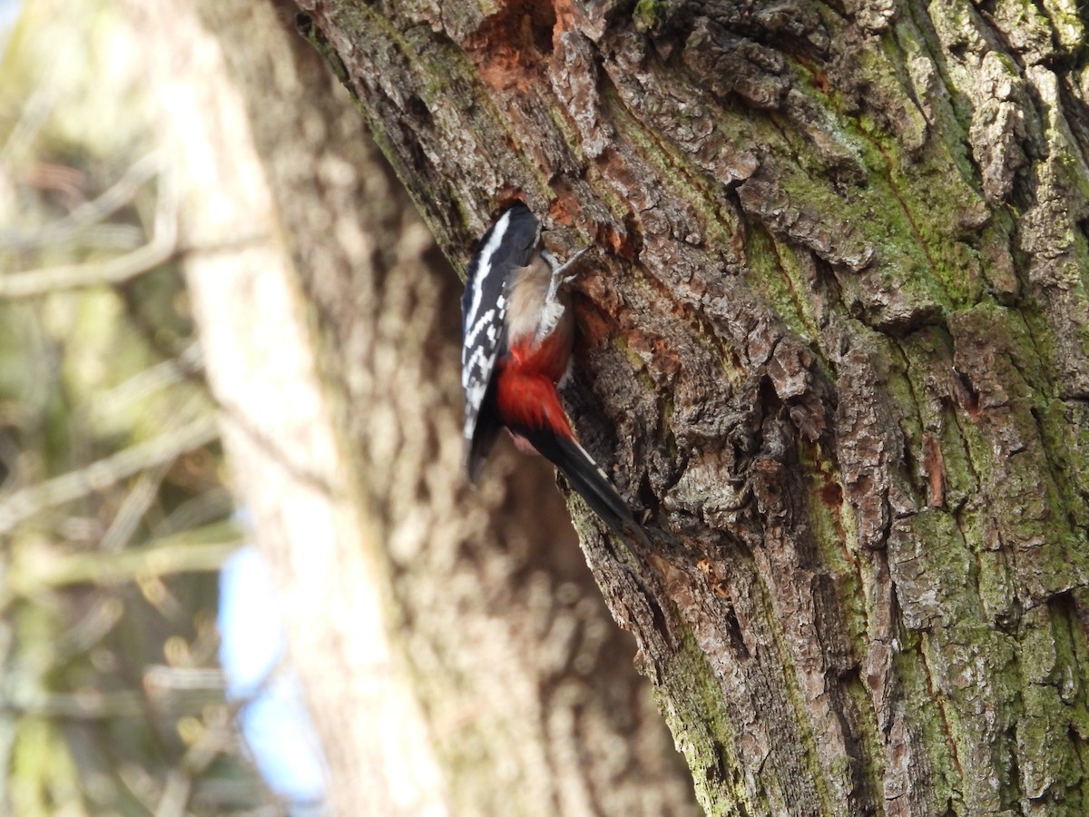 Great Spotted Woodpecker - ML616291177