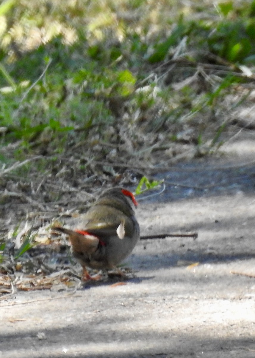 Red-browed Firetail - ML616291253