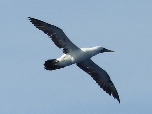 Masked Booby - ML616291269