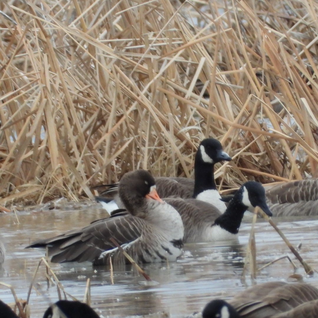 Greater White-fronted Goose - ML616291310